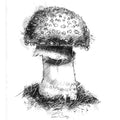 Panthercap fungi