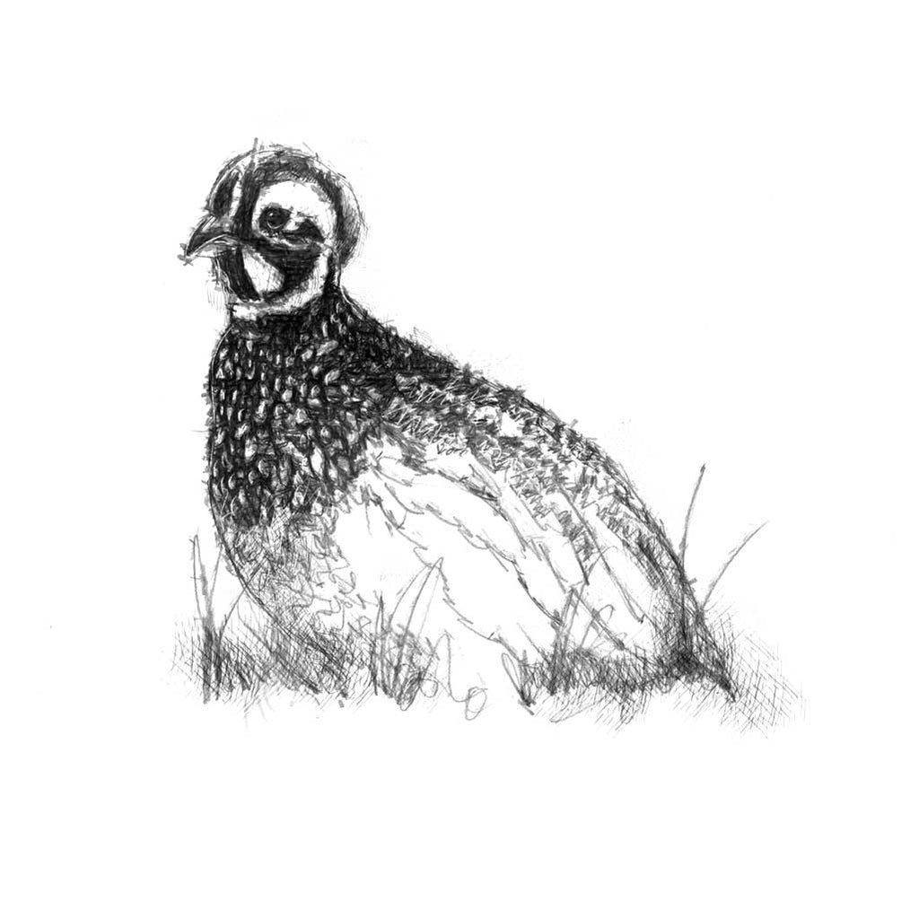 Little partridge