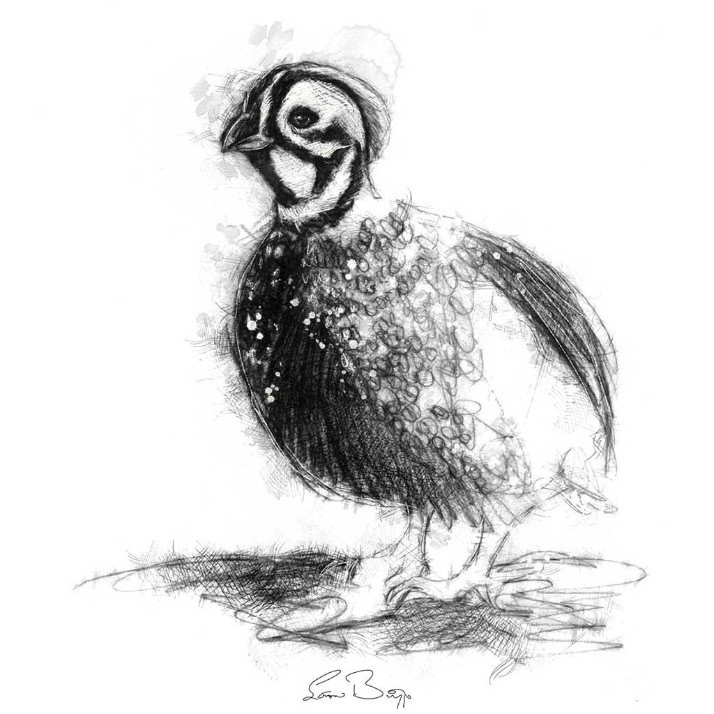 Speckled partridge
