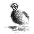 Speckled partridge