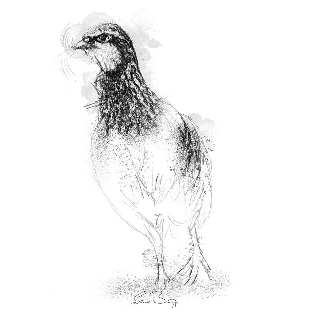 Red leg partridge