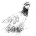 Red leg partridge