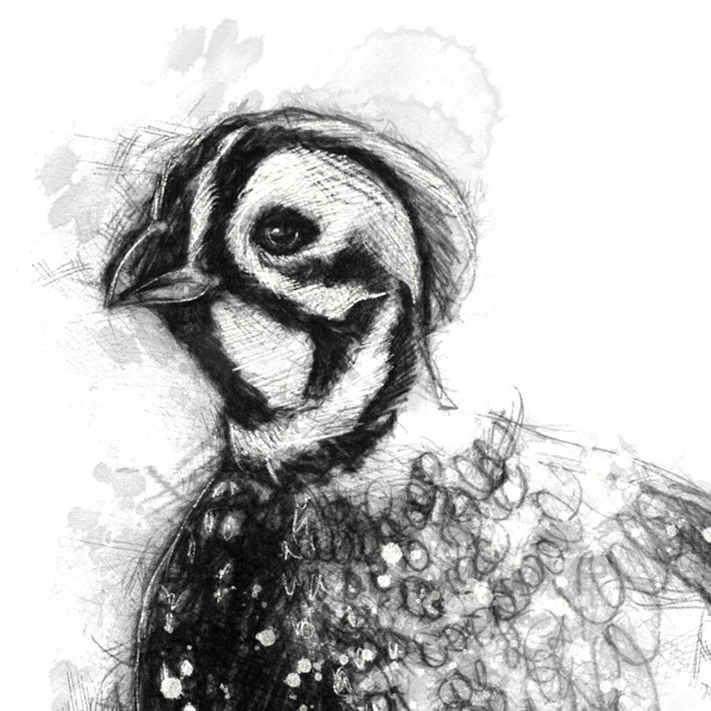 Speckled partridge