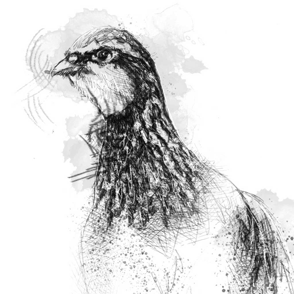 Red leg partridge