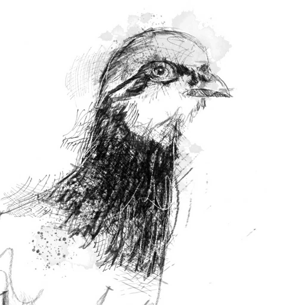 Red leg partridge