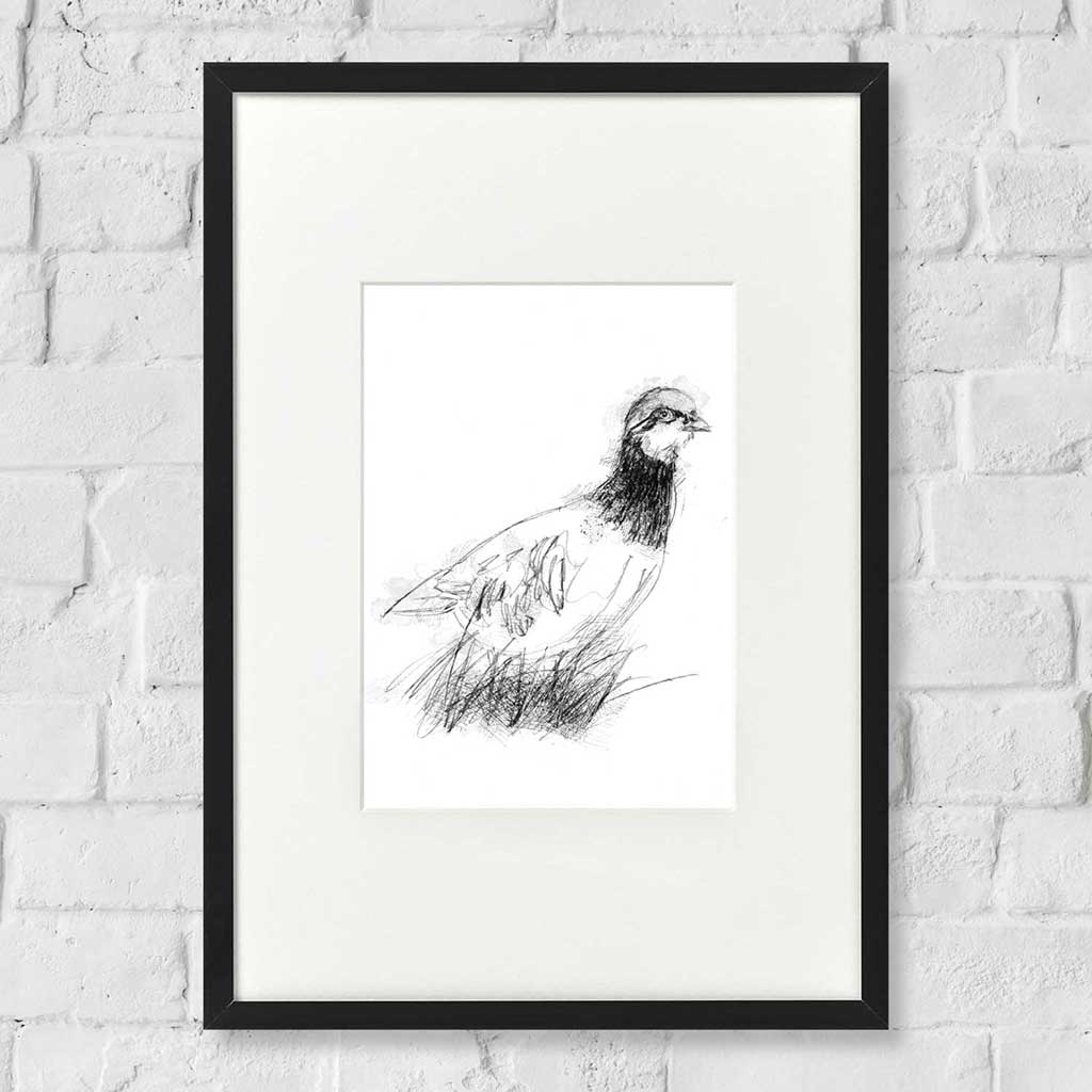 Red leg partridge