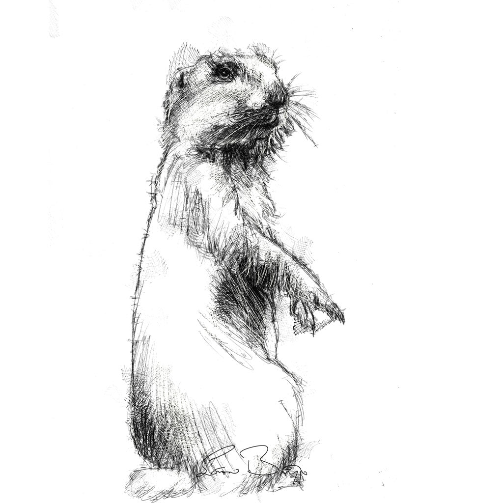 Prairie dog