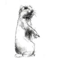 Prairie dog
