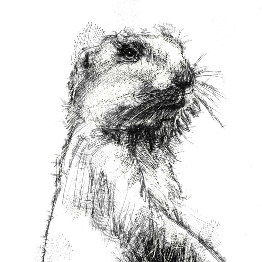 Prairie dog