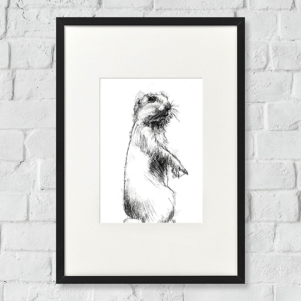 Prairie dog