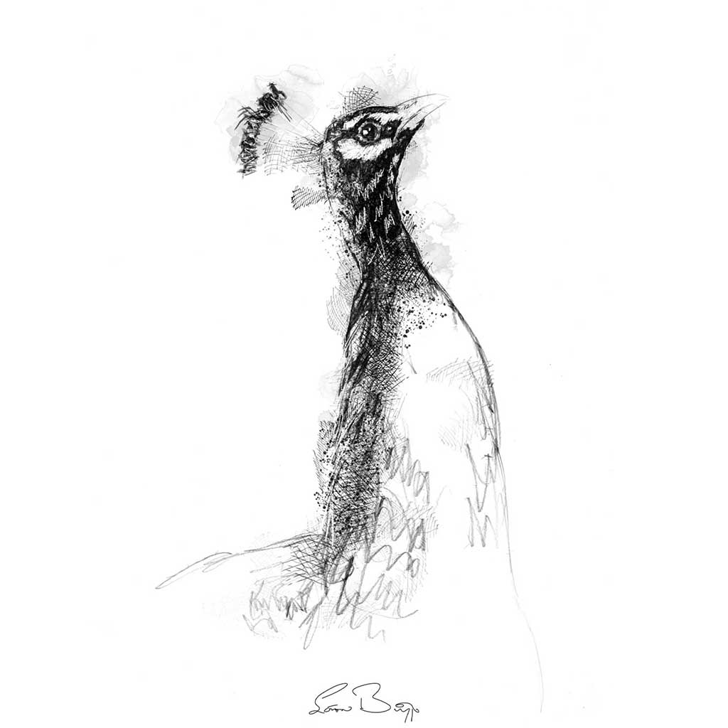 Peacock
