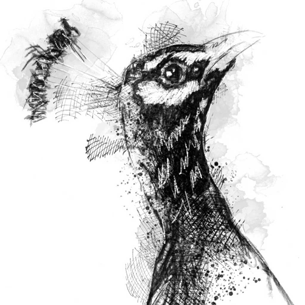 Peacock