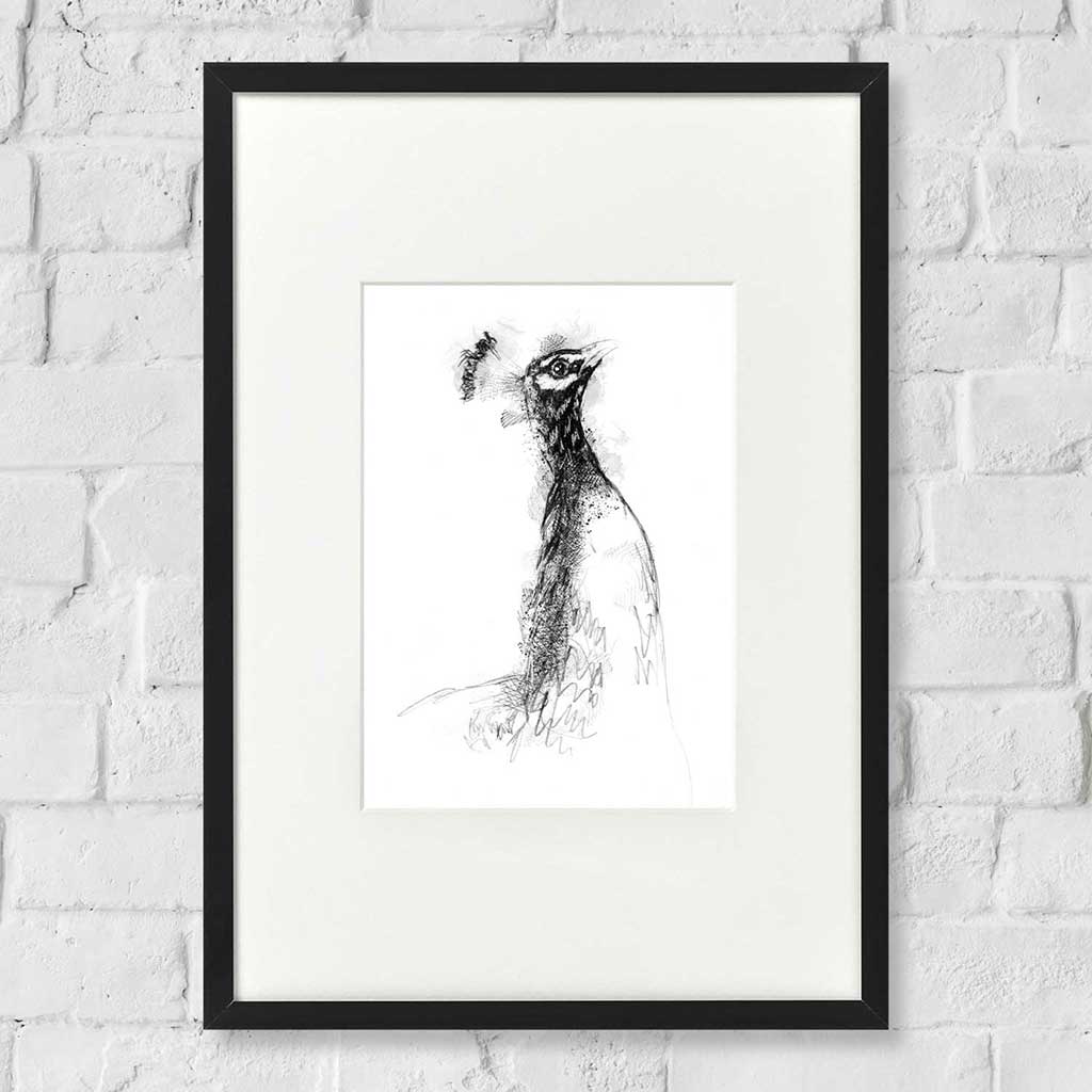 Peacock