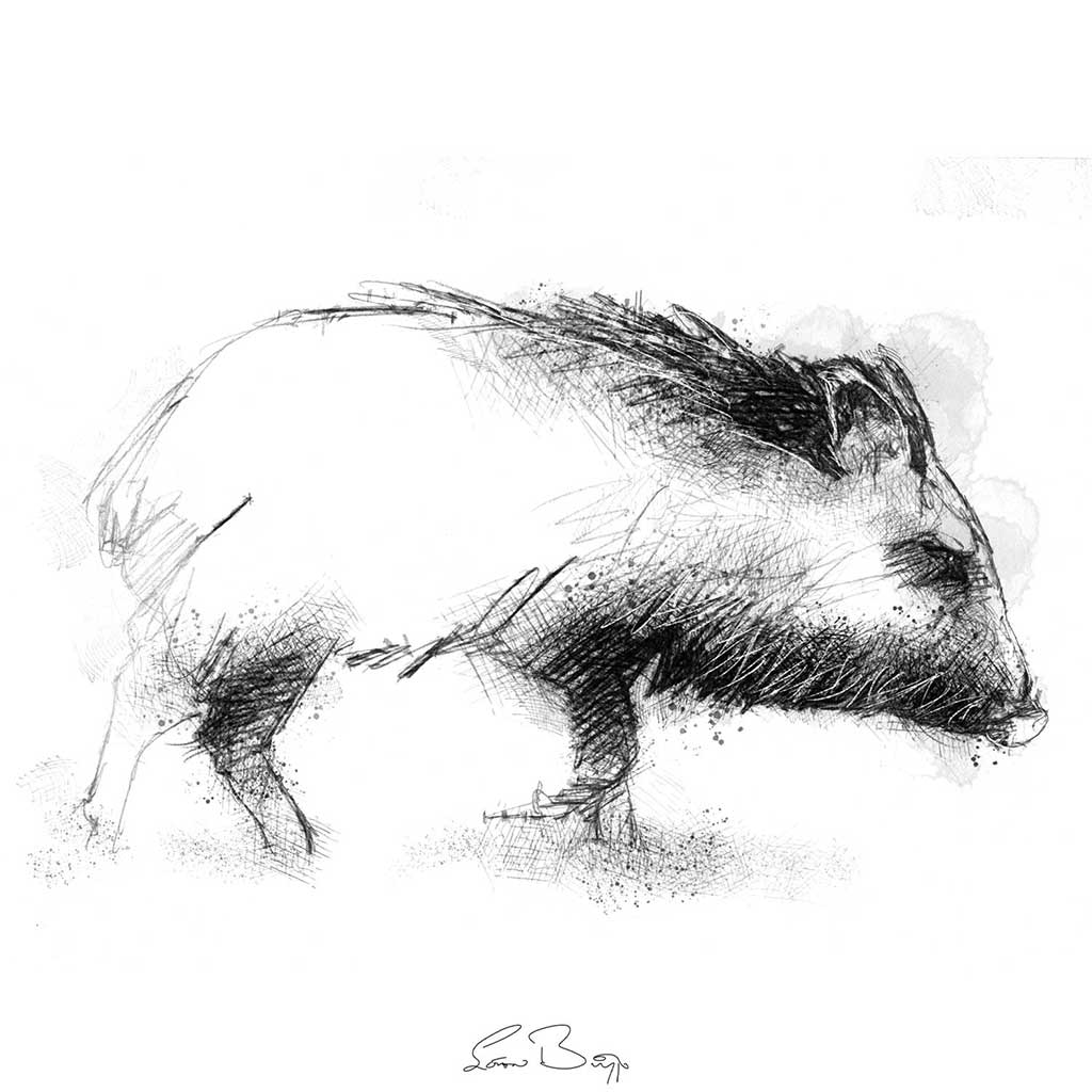 Peccary