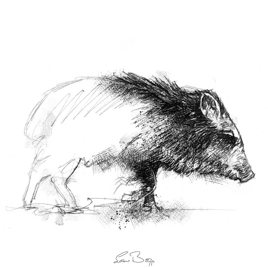 Pecary pig