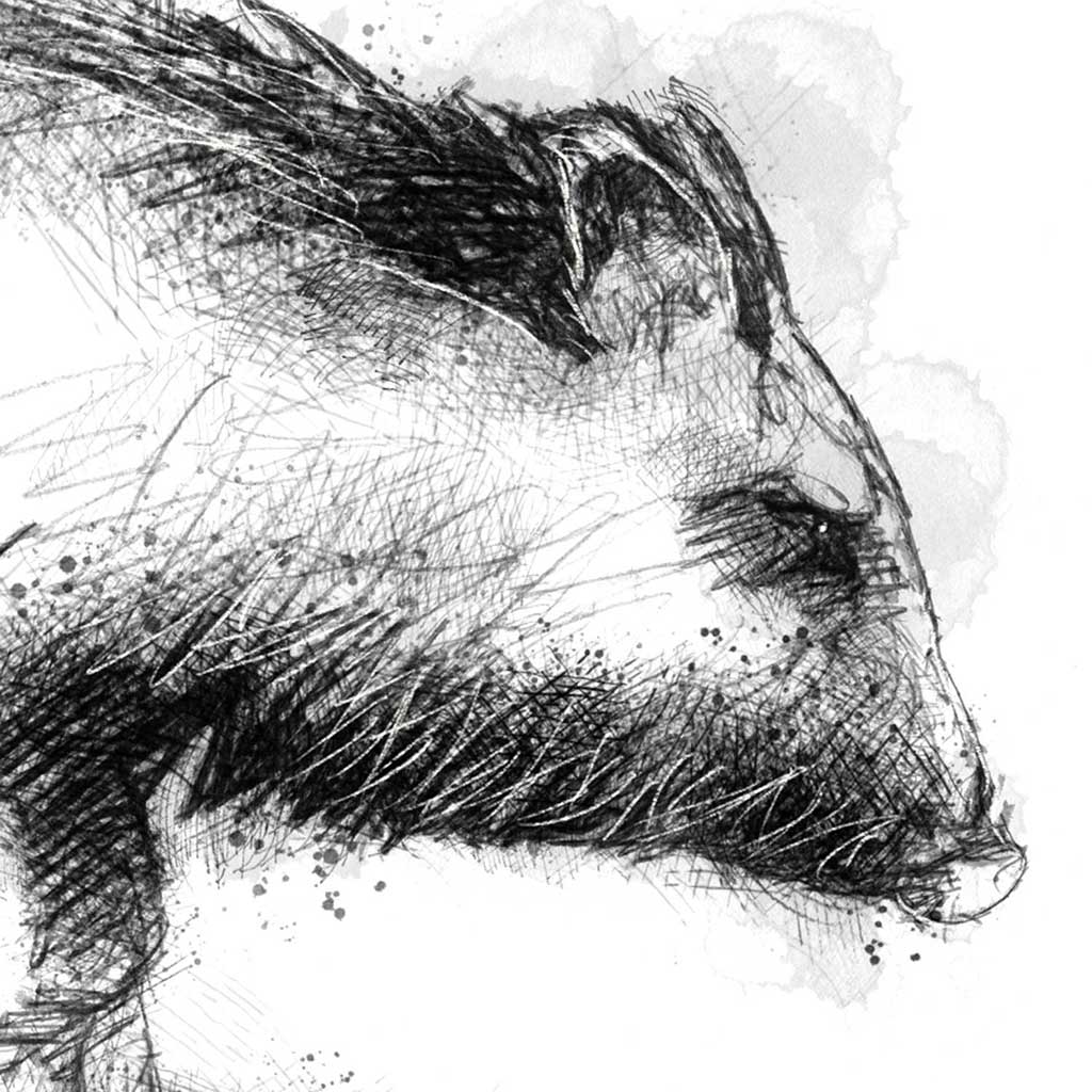 Peccary