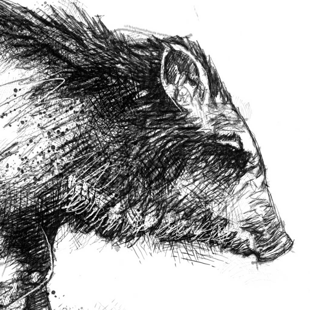 Pecary pig