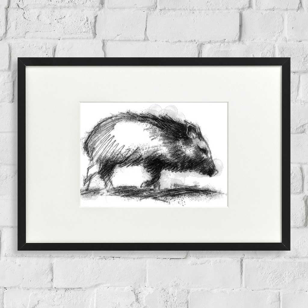 Peccary