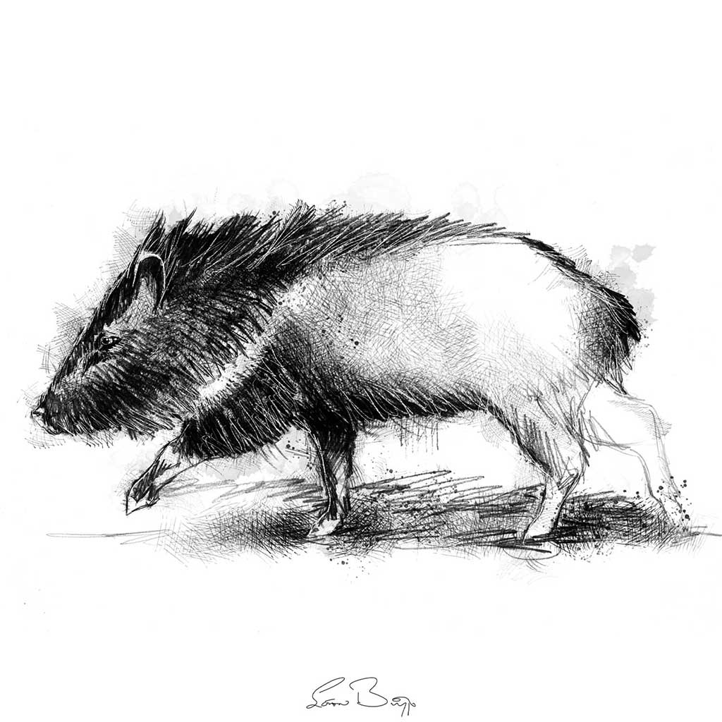 Peccary boar