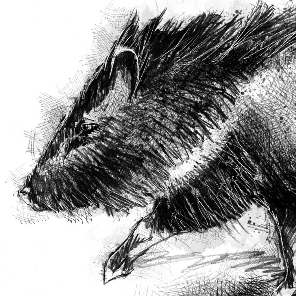 Peccary boar
