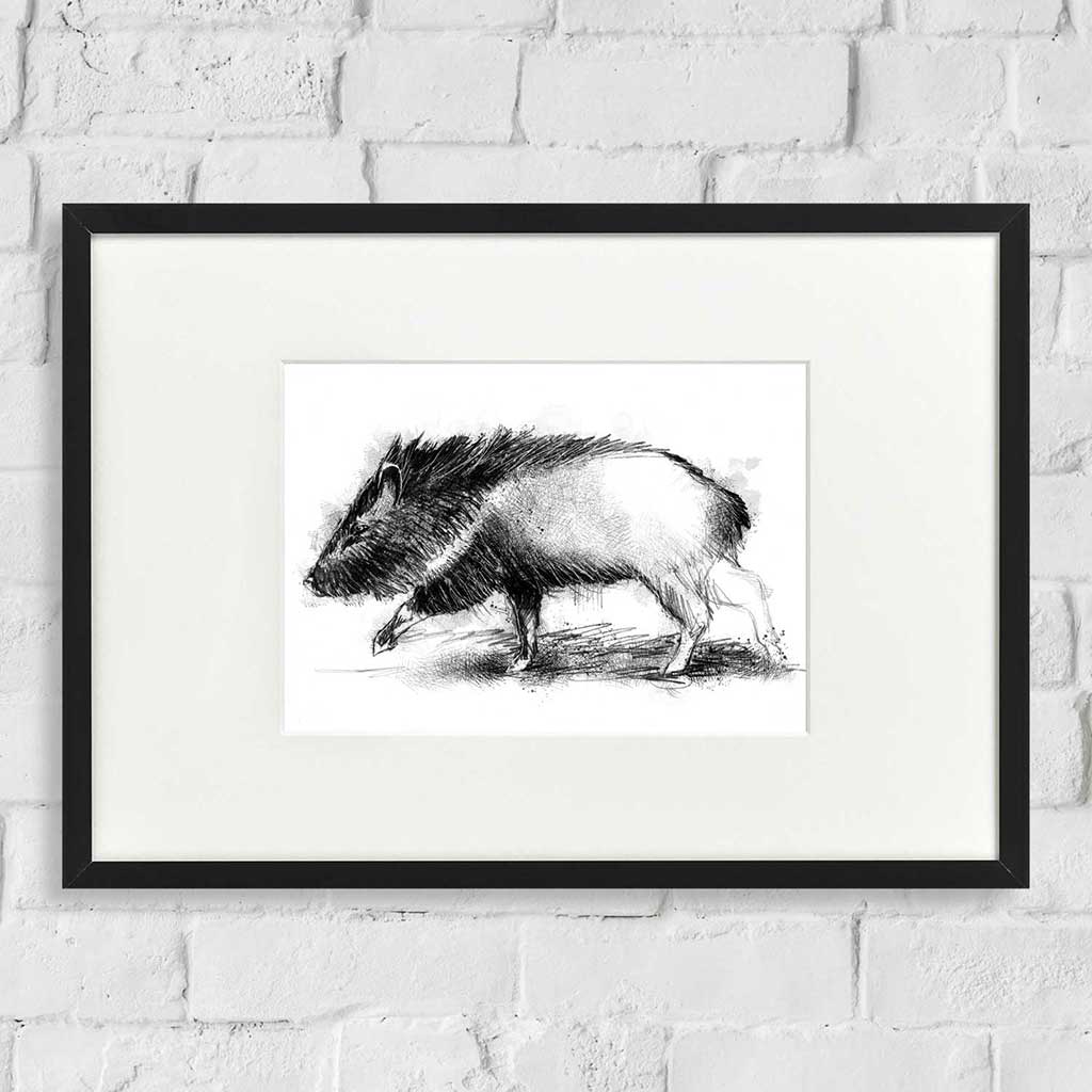 Peccary boar
