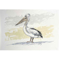 Pelican