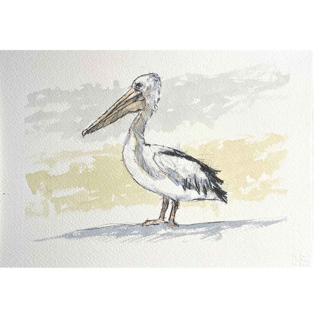 Pelican