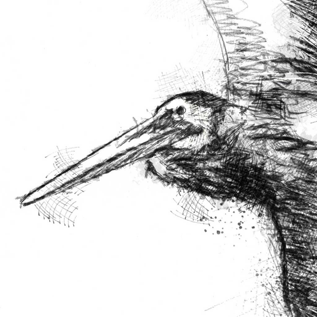 Pelican flight