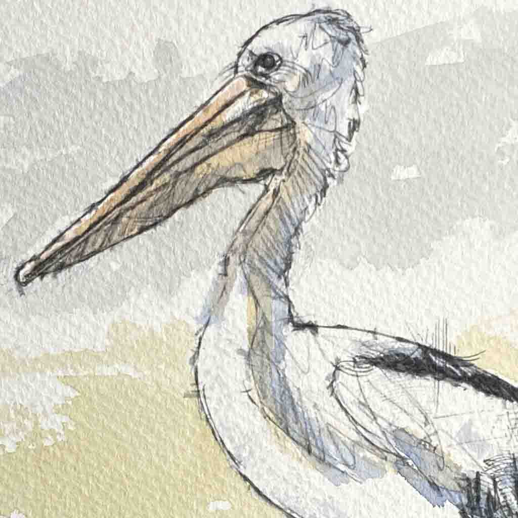 Pelican