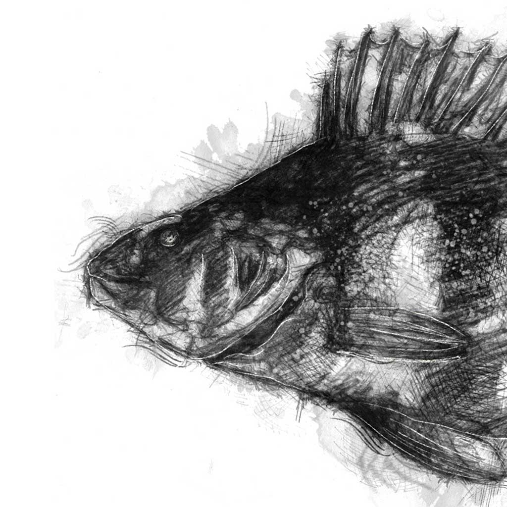 Perch fish