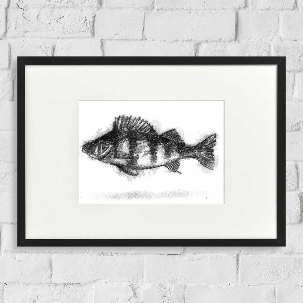Perch fish