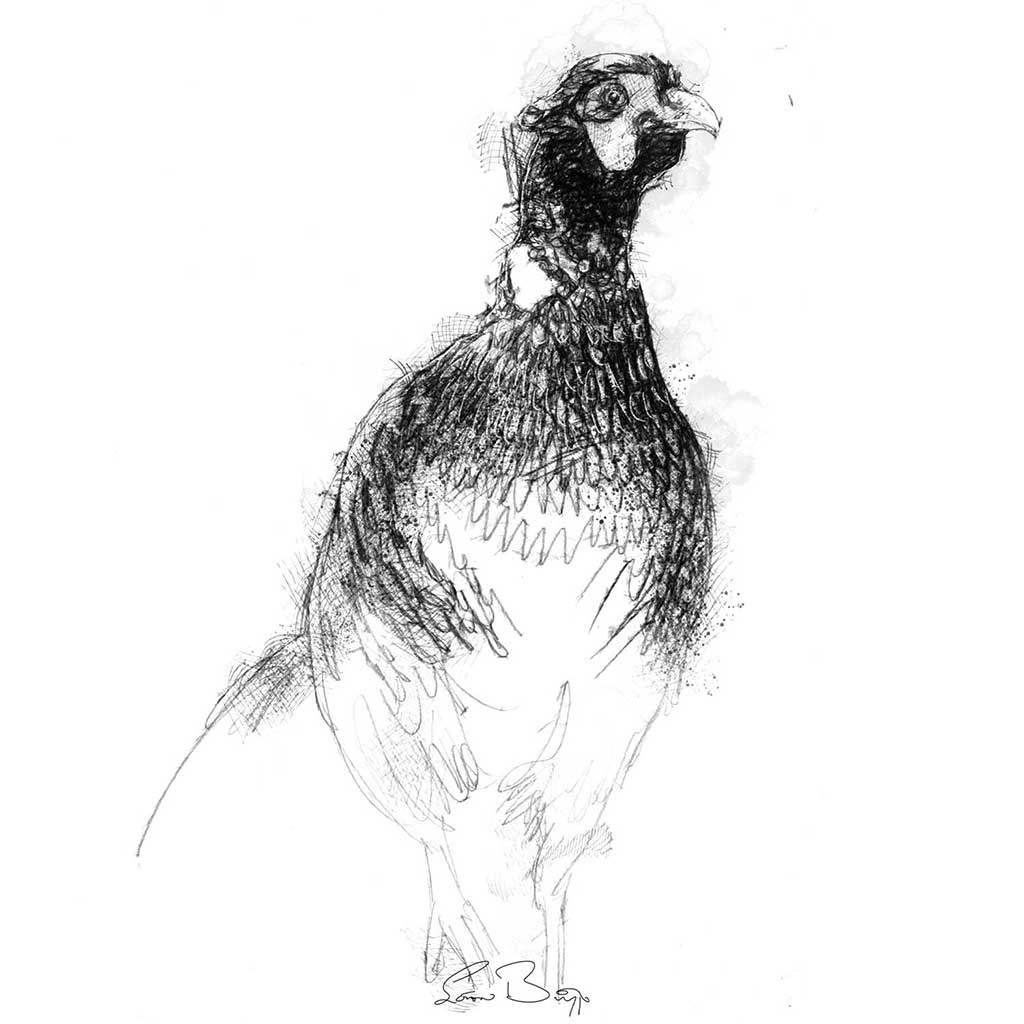 Pheasant