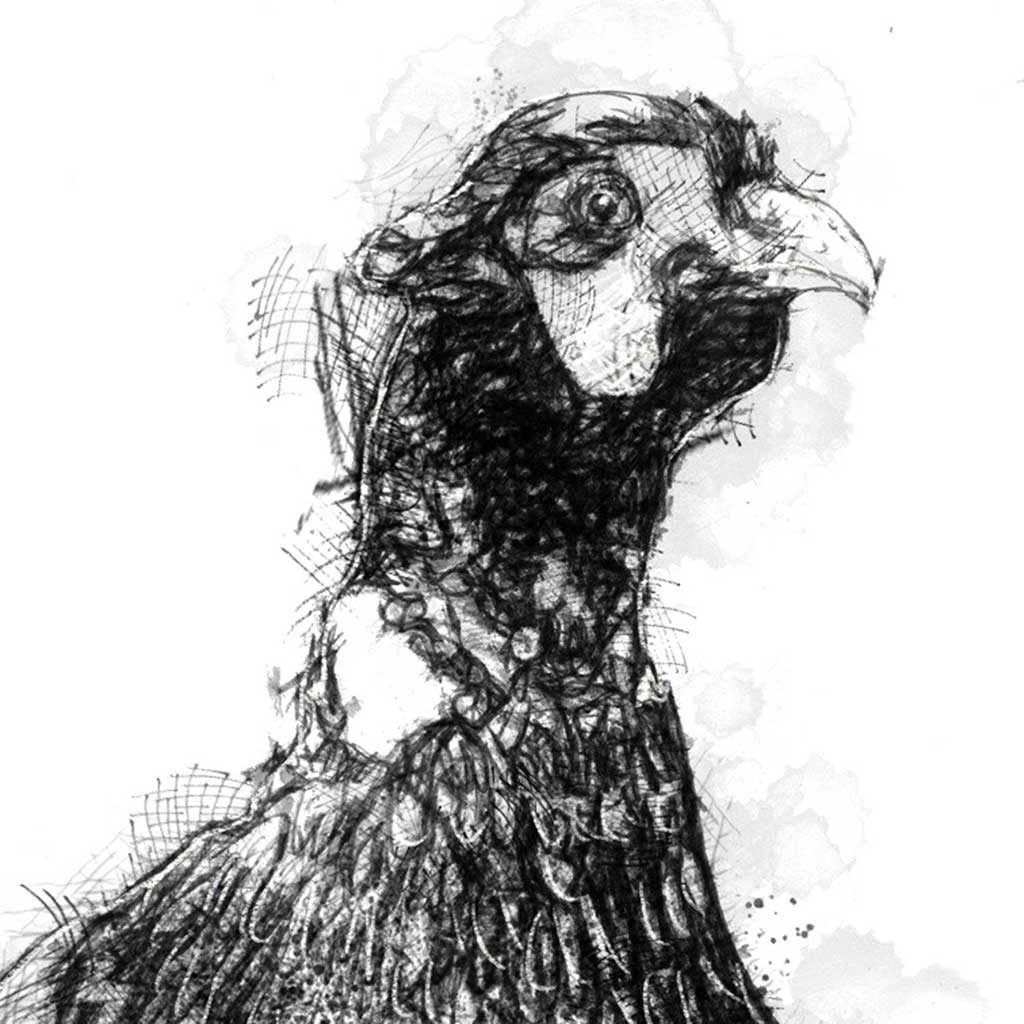 Pheasant
