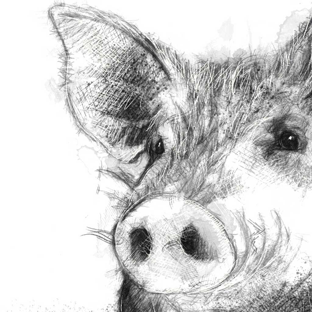 Pig