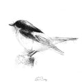 Pied fly catcher