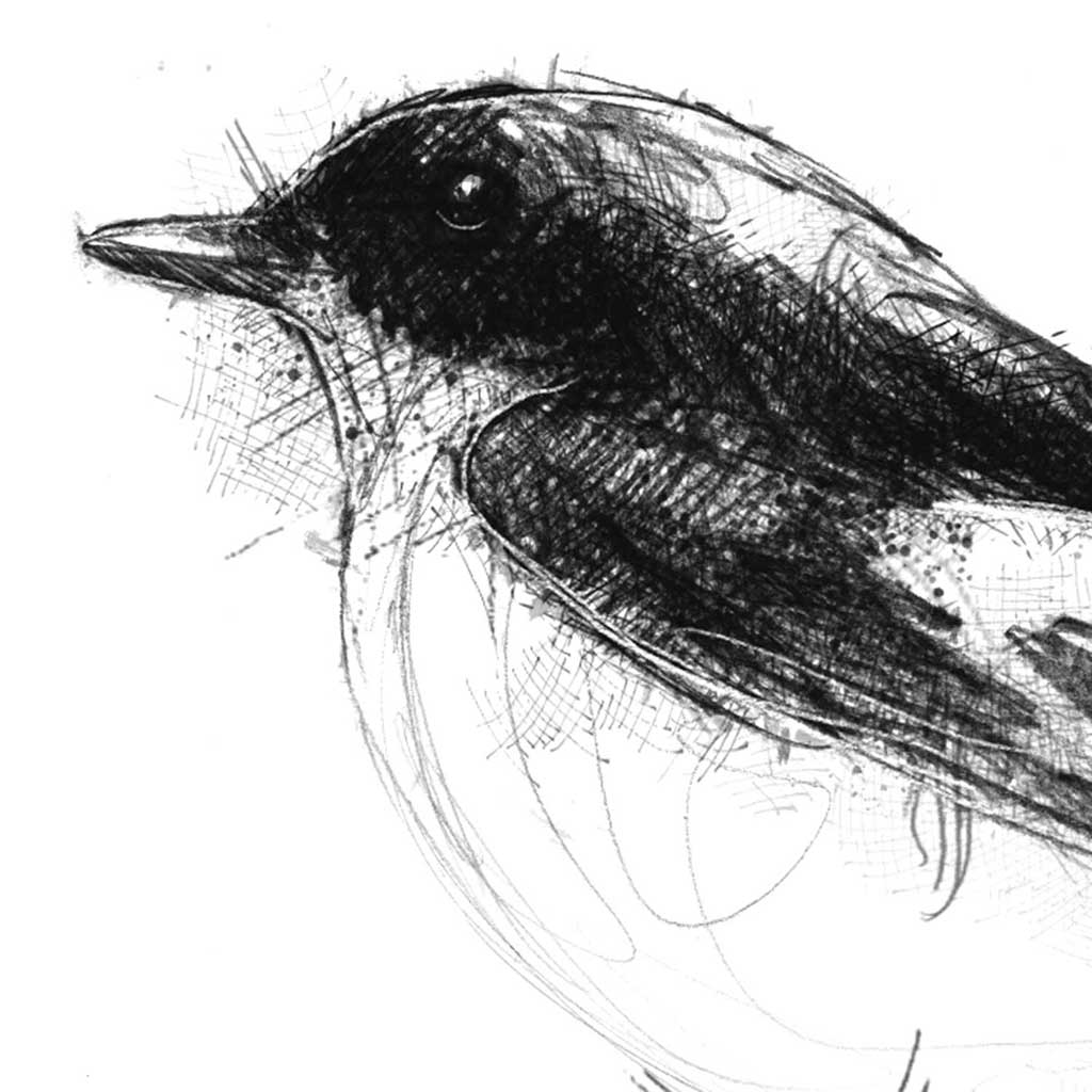Pied fly catcher
