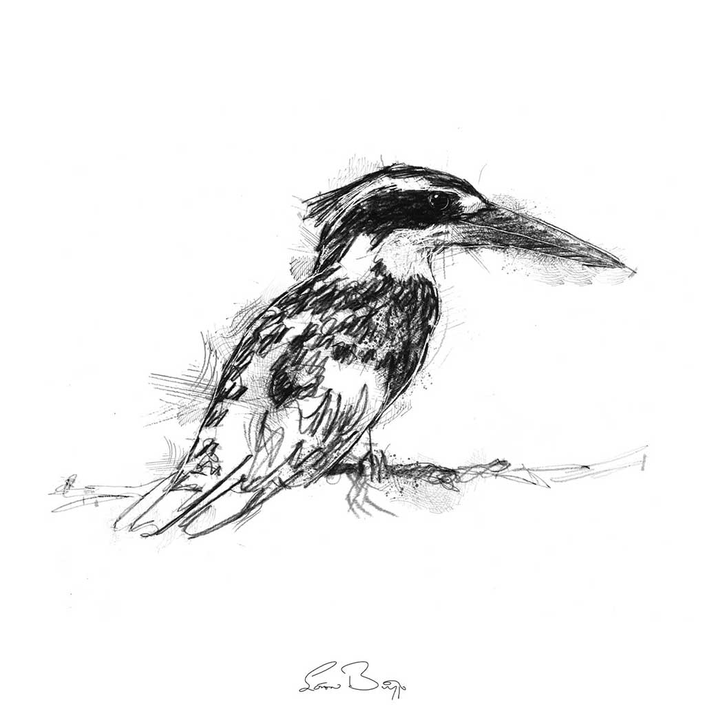 Pied kingfisher