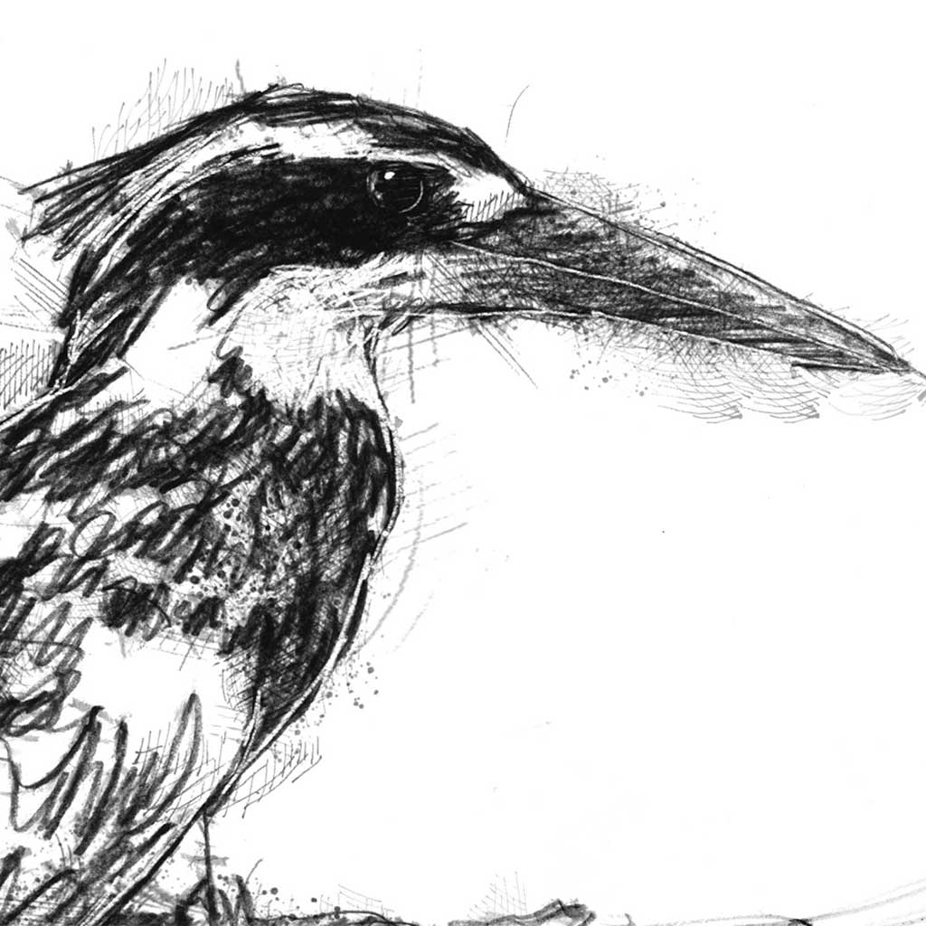 Pied kingfisher