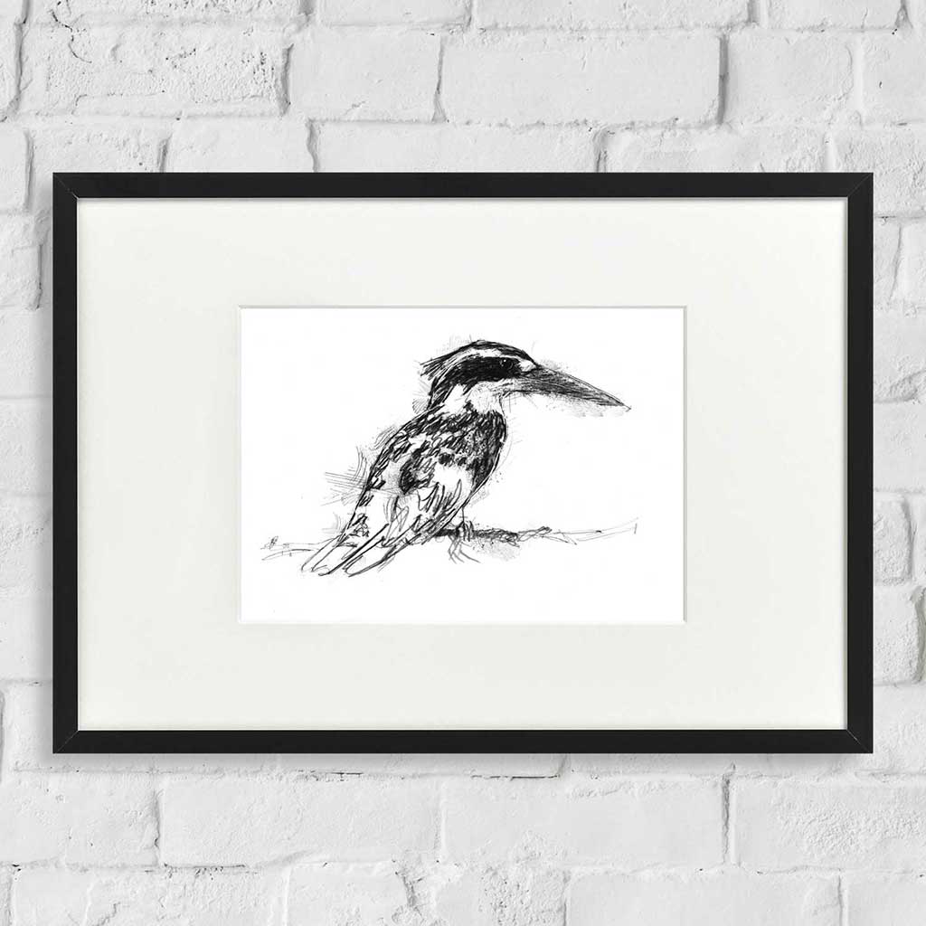 Pied kingfisher