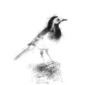 Pied wagtail