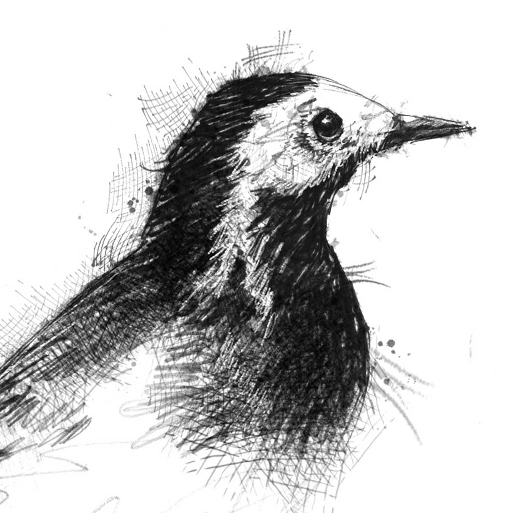Pied wagtail