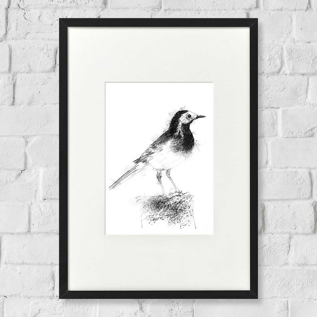 Pied wagtail