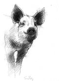 Happy piglet