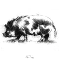 Scruffy pig