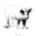 Pig