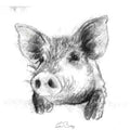 Pig