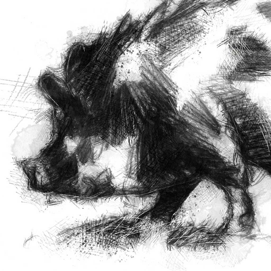 Scruffy pig