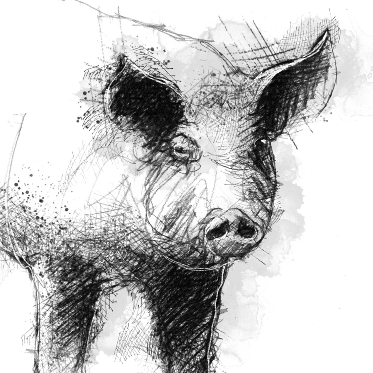 Pig