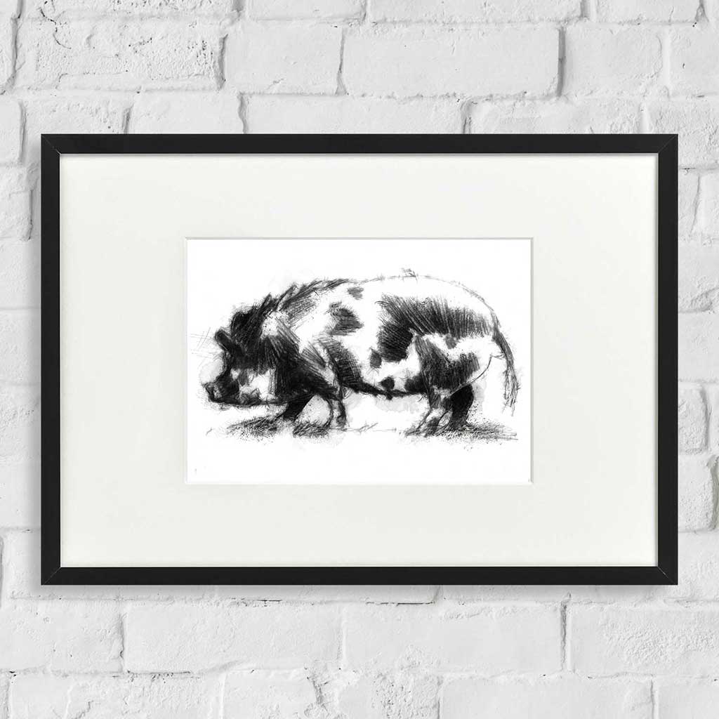 Scruffy pig