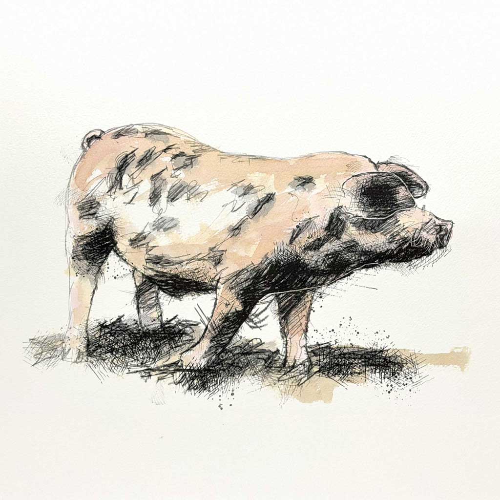 Gloucestershire Old Spots